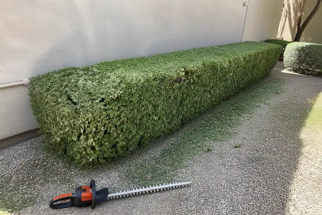 Freshly trimmed squared hedges against a tan stucco wall and gravel landscaping at a home in Gilbert, AZ.