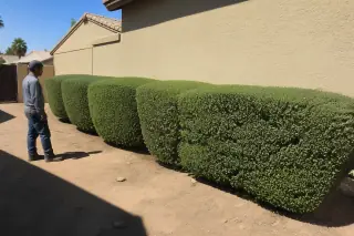Worker inspecting neatly shaped hedges near stucco walls and desert soil in Phoenix, AZ.