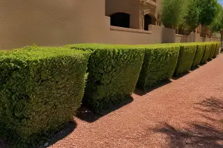 Neatly trimmed hedges with sharp edges above red decomposed granite in a Phoenix, AZ landscape.