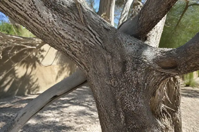 Scale infestation on the bark of a tree trunk in a landscape with granite gravel in Phoenix, AZ.