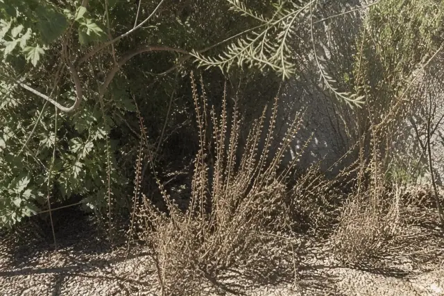 Overgrown, dried foliage and spent flower stalks needing seasonal cleanup in a Phoenix, AZ landscape.