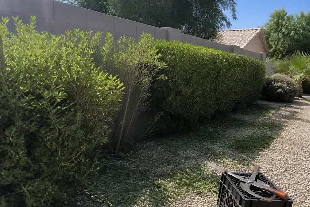 A row of untrimmed bushes and desert landscaping being pruned in Phoenix, AZ.