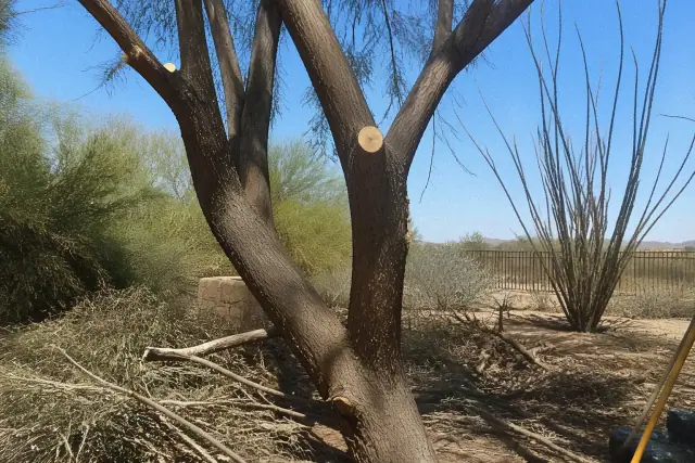 Tree trunk with pruning marks and branch debris during a health assessment in Phoenix, AZ.