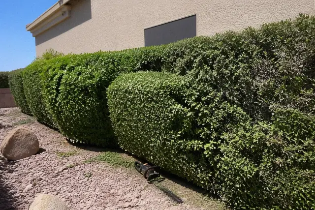 A row of thick hedges being trimmed with cut foliage on the desert soil in Phoenix, AZ.