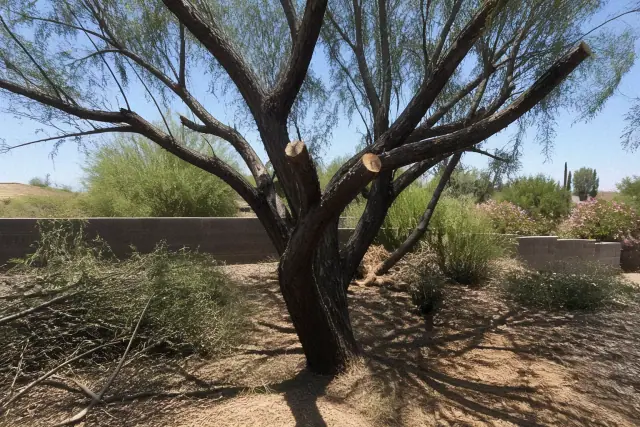 Freshly pruned tree branches and organic debris on the ground at a landscaping jobsite in Glendale, AZ.