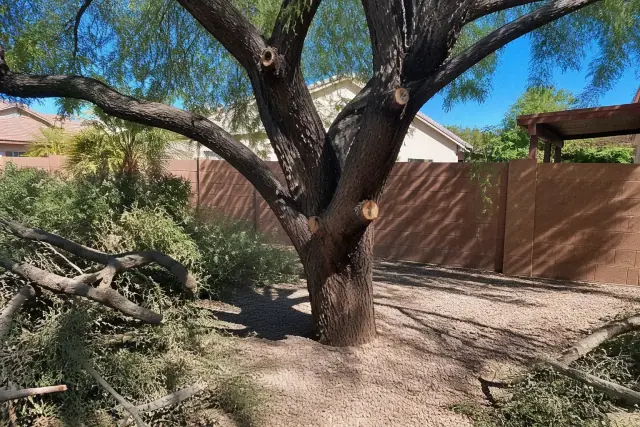 A contractor trimming a large tree in Mesa, AZ, showing cut branches and raw wood limb scars on desert gravel.