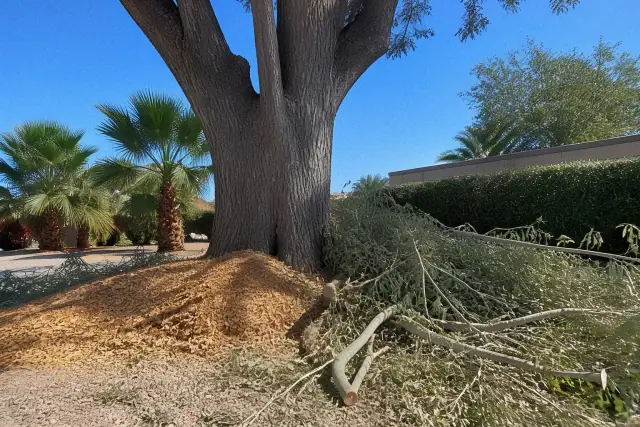 Fresh wood chips and pruned branches at the base of a large tree during trimming in Chandler, AZ.