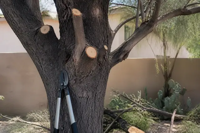 Pruning shears resting against a tree trunk during canopy trimming in Tempe, AZ.