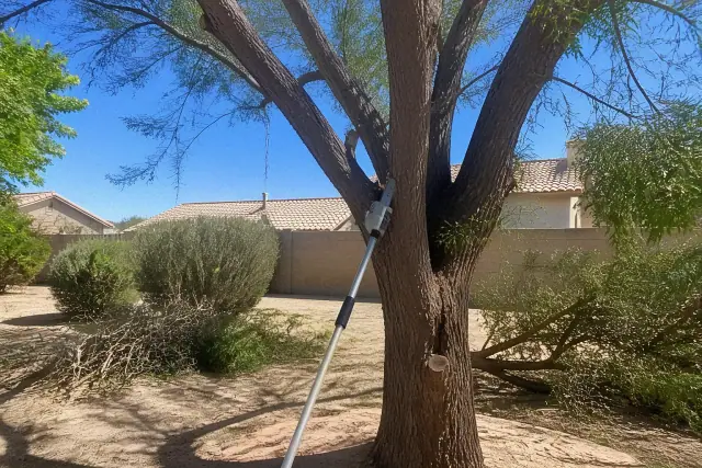 Pole saw resting against a tree trunk with piles of cut branches on the ground during tree trimming in Goodyear, AZ.
