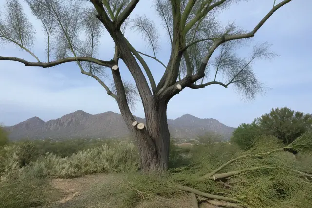 Tree trimming at the base of a mature tree with desert mountain views in Paradise Valley, AZ.