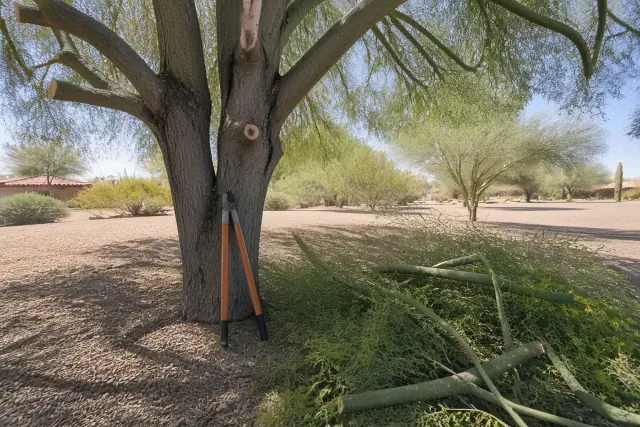 Long-handled loppers leaning against a tree trunk with fresh-cut branches on desert gravel in Phoenix, AZ.