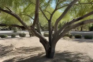 Clean pruning cuts on tree branches above desert soil in Phoenix, AZ.