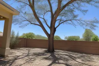 Freshly thinned mature tree with clean-cut branches and desert gravel ground cover in Phoenix, AZ.