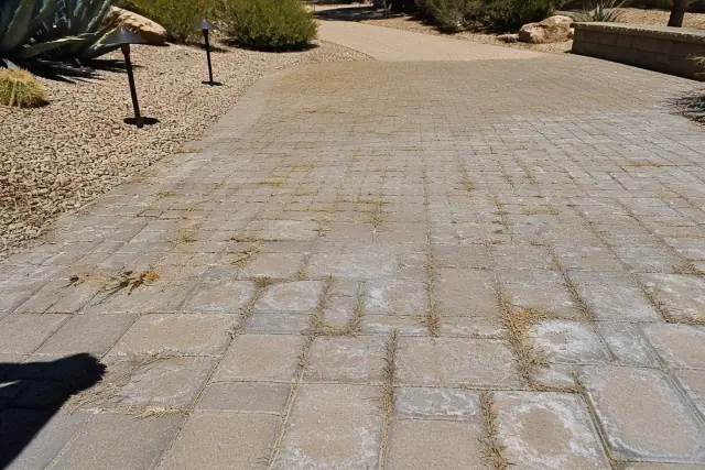 Withered weeds dying between pavers after a professional treatment in Scottsdale, AZ.