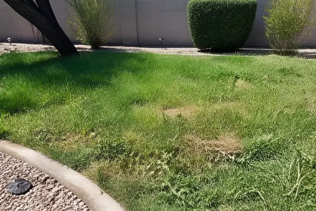 Cut grass clippings and a string trimmer head on an overgrown lawn in Phoenix, AZ.