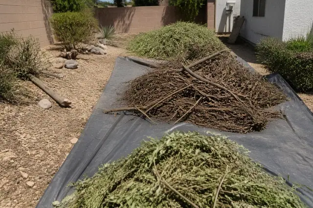 Yard cleanup with piles of organic waste on a tarp in a Chandler, AZ landscape.