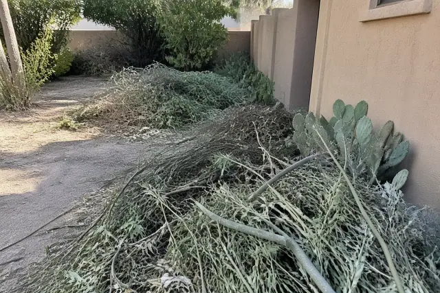 Worker clearing organic yard waste and plant cuttings near prickly pear cactus at a residential site in Gilbert, AZ.