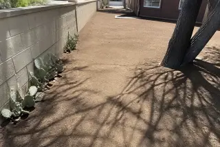 Raked soil and prickly pear cactus along a cleared yard perimeter in Phoenix, AZ.