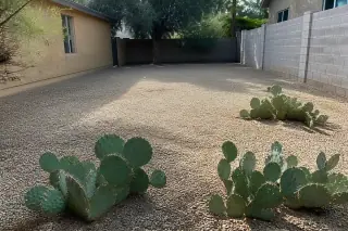 Clear yard with tan gravel and prickly pear cactus after a cleanup in Phoenix, AZ.