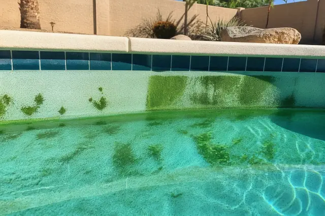 Green algae patches on pool plaster in Phoenix, AZ, seen underwater with a tan stucco privacy wall in the background.