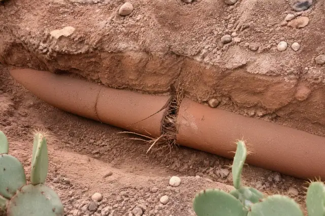 Tree roots growing through a cracked terra cotta sewer pipe in a trench in Phoenix, AZ.