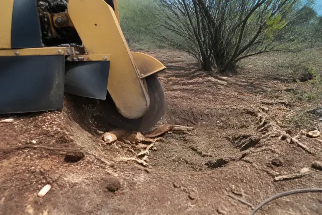 Grinder head pulverizing a tree stump into mulch below the soil surface at a job site in Tucson, AZ.