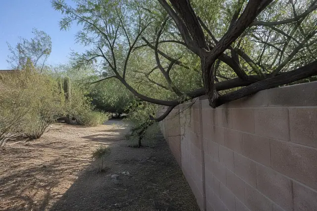 Arborist inspecting tree trunk decay and fungal growth in a Tucson, AZ desert landscape.