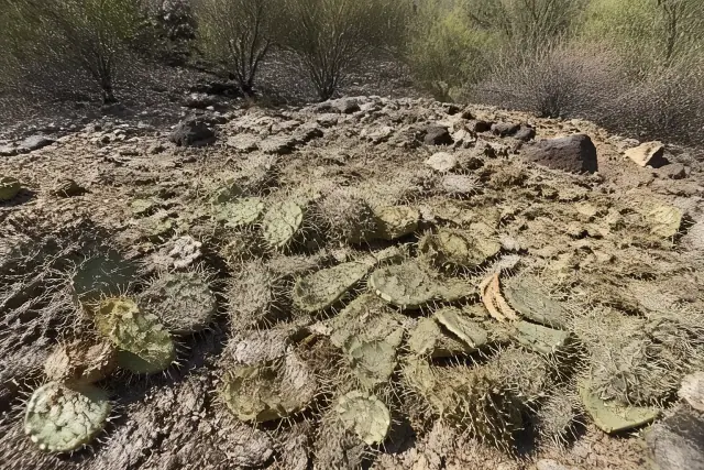 Debris from cactus removal scattered on rocky ground in the Sonoran desert of Vail, AZ.