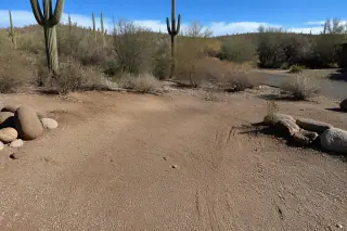 Excavated patch of desert soil with fibrous cactus remnants and raw roots in a Tucson, AZ yard.