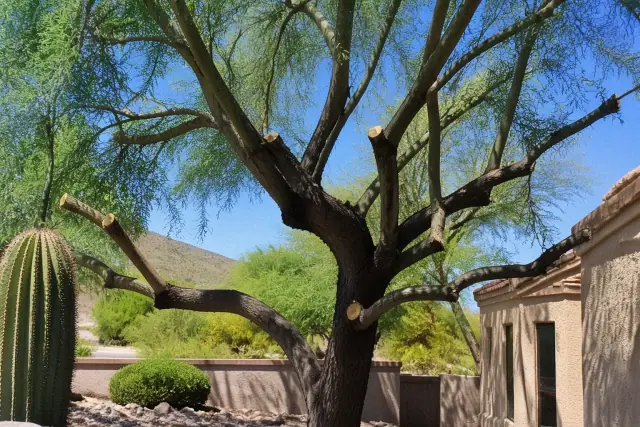 Precision cuts on tree branches after canopy pruning in a Tucson, AZ landscape with desert cacti.