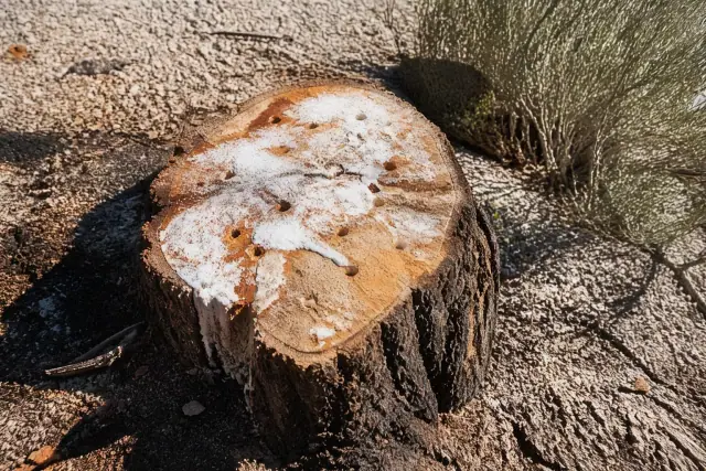 Chemical stump rot treatment applied to a tree stump in a gravel landscape in Tucson, AZ.