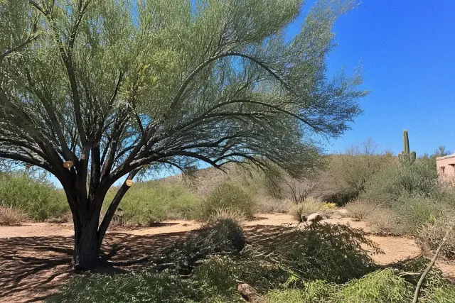 Clearance pruning on a mature tree to remove lower limbs in Tucson, AZ, surrounded by Sonoran desert scrub.