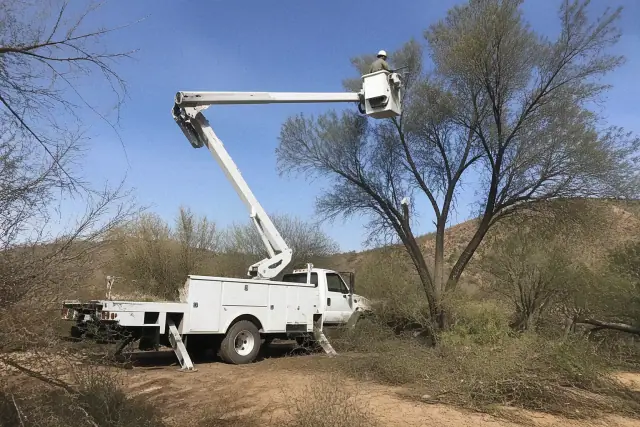 A worker in a bucket truck uses a hydraulic chainsaw to trim a large mesquite tree in Tucson, AZ.