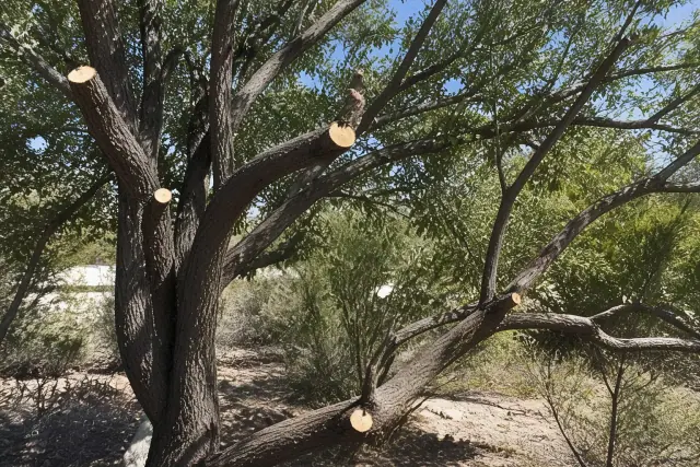 Close-up of precise pruning cuts on tree branches for storm damage cleanup in Tucson, AZ.