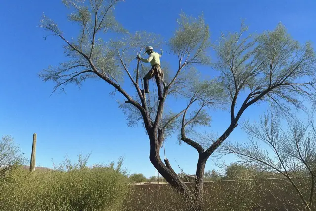 Arborist using ropes and climbing spikes to perform crown thinning on a mature tree in Tucson, AZ.