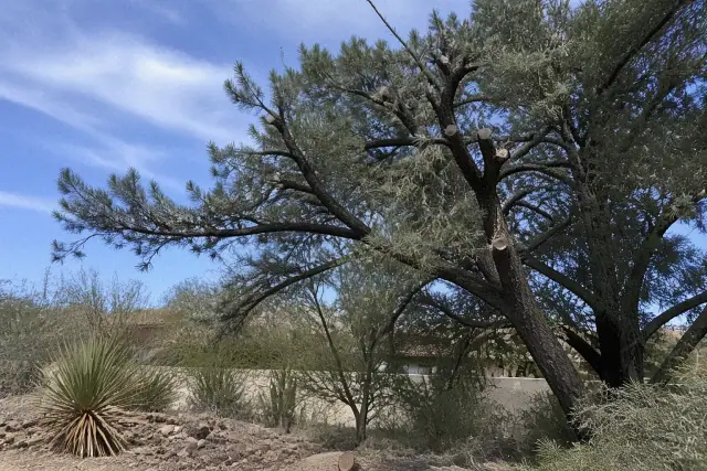 Precision crown thinning and shaping of a tree in Tucson, AZ, with surrounding desert vegetation and rocky soil.