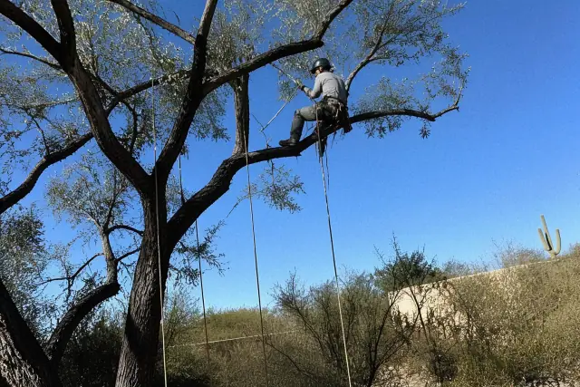Arborist using climbing gear and ropes for structural tree pruning in a Tucson, AZ landscape.