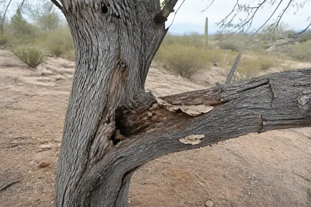 Close-up of dead, decaying tree limbs with fungal growth in a Tucson, AZ landscape with saguaro cacti.