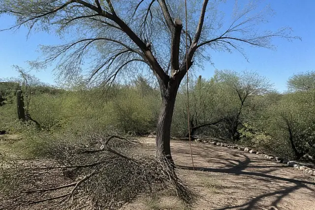 Arborist equipment and ropes in a tree canopy for structural thinning in Tucson, AZ.