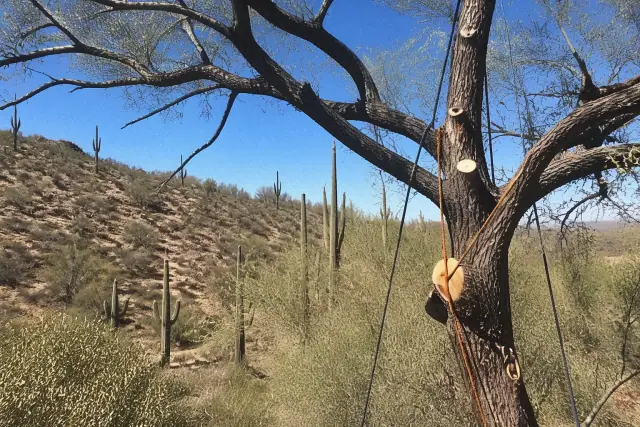 Arborist removing deadwood and hazard limbs from a tree canopy in a desert landscape in Tucson, AZ.