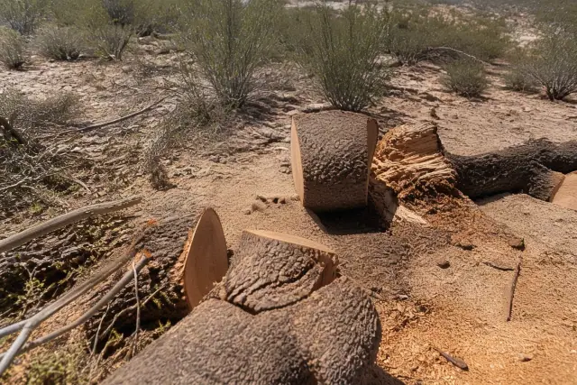 Large tree trunk being cut into logs on stony desert soil in Green Valley, AZ.