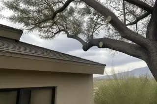 Pruned tree branch stubs above a shingled roof and stucco wall in a Tucson, AZ residential yard.
