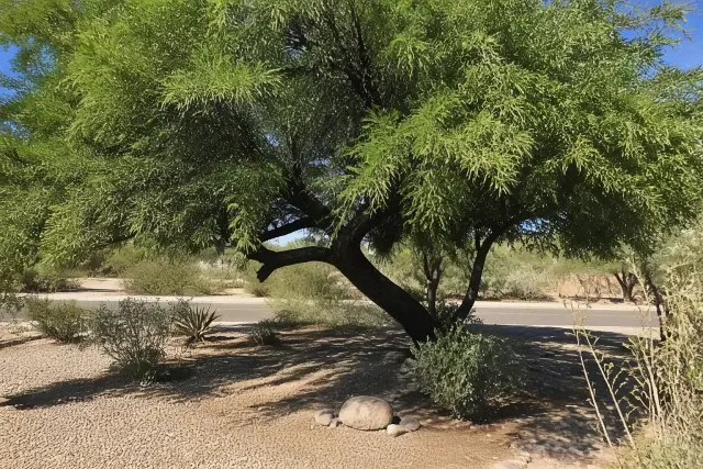A contractor examines trunk decay on a tree with a healthy canopy in a Tucson, AZ yard with desert landscaping.