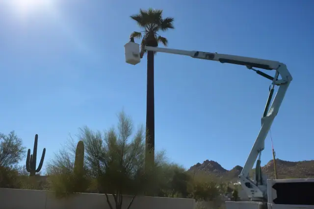Articulated boom lift reaching high palm tree branches in a Tucson, AZ desert landscape with saguaro cacti.