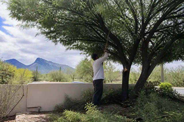A contractor pruning a dense tree crown to prepare for monsoon winds in Tucson, AZ with desert scrub and mountains behind.