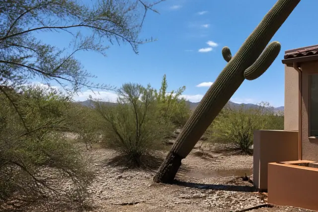 A leaning saguaro cactus stands near a tree in a desert landscape with creosote bushes after a monsoon in Tucson, AZ.