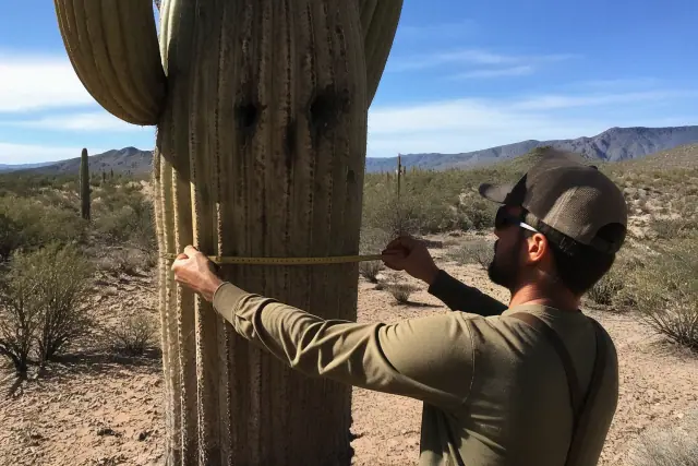Arborist measuring the main trunk of a Saguaro cactus in a Tucson, AZ desert landscape.