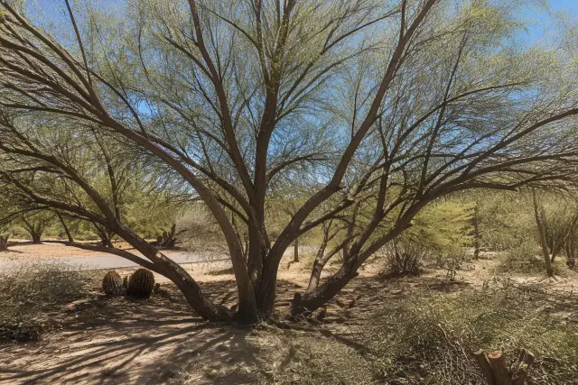 Precision pruning of a mesquite tree to restore its natural form in Tucson, AZ.