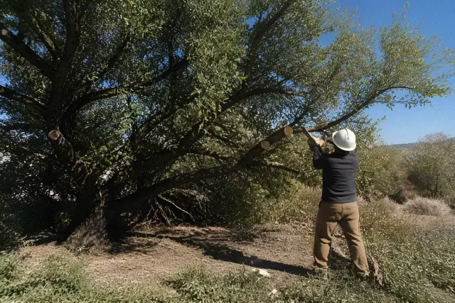 Professional tree pruning of an oak tree with visible branch cuts and wood chips in a Tucson, AZ landscape.
