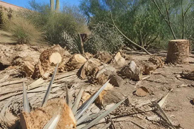 Workers clearing palm and cactus storm debris from a fallen tree trunk in Tucson, AZ.